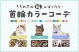 👀猫ちゃんの瞳にぴったり💖首輪カラーコーディネート公開