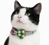 4/11発売｜世界にひとつの首輪、ひと足先にご覧いただけます！