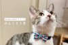 moda fabrics シリーズ