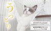 限定クーポン