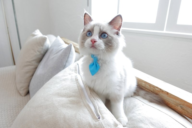 画像3:  Candyシリーズ・レッドボーダー×ドット&小花柄・ネクタイ/2色展開