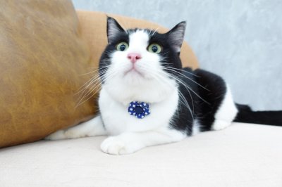 画像2: レトロチェック・フラワーモチーフの首輪（レッド）