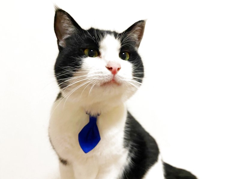 画像2:  Candyシリーズ・レッドボーダー×ドット&小花柄・ネクタイ/2色展開