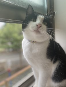 画像8: エアリー首輪・LIBERTY Fabrics・リバティ・ファブリックス猫首輪・Betsy star（ベッツィスター）ピンク＆レッド/パール (8)