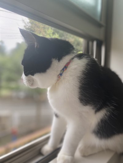 画像3: エアリー首輪・LIBERTY Fabrics・リバティ・ファブリックス猫首輪（Xanthe Sunbeam ザンジー・サンビーム）グリーン
