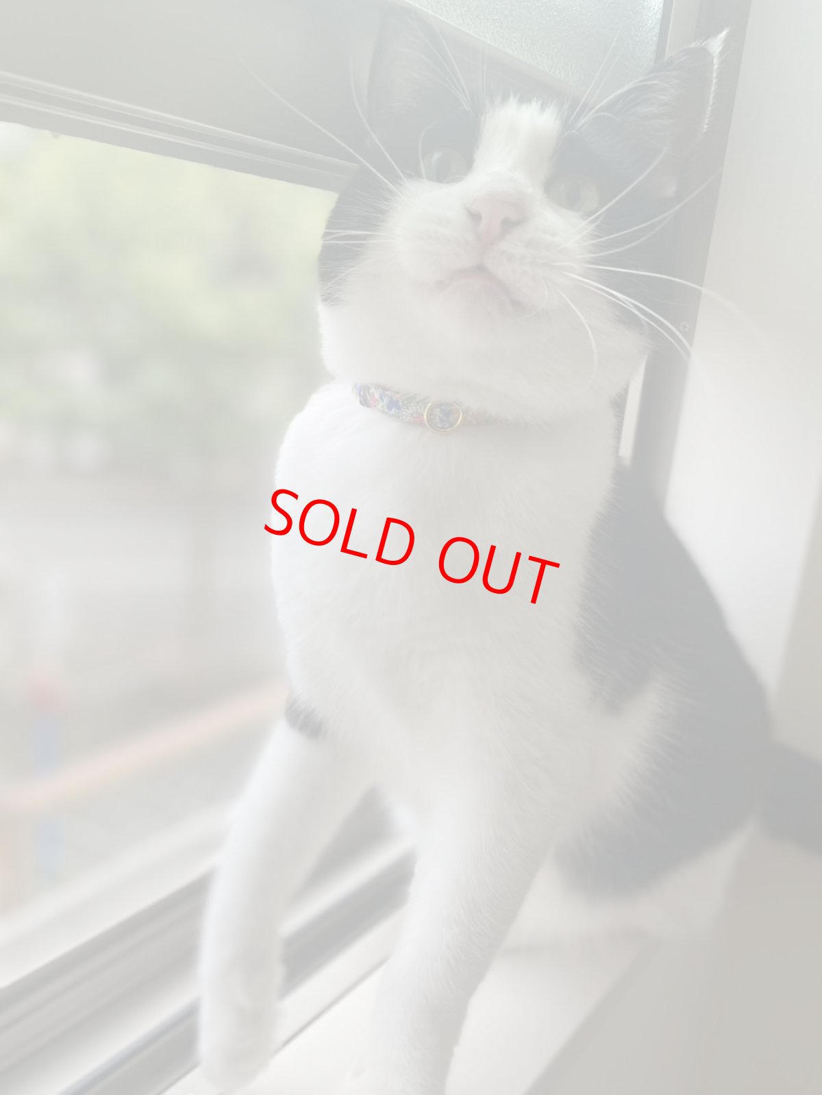 画像6: エアリー首輪・リバティ・ファブリックス猫首輪（Emma and Georgina/エマアンドジョージーナ）アプリコット (6)