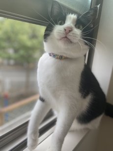 画像6: エアリー首輪・リバティ・ファブリックス猫首輪（Emma and Georgina/エマアンドジョージーナ）アプリコット (6)