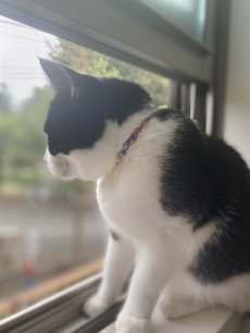 画像6: エアリー首輪・LIBERTY Fabrics・リバティ・ファブリックス猫首輪・Betsy star（ベッツィスター）ピンク＆レッド/パール (6)