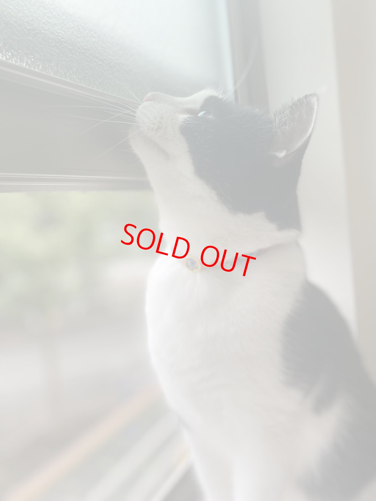 画像5: エアリー首輪・リバティ・ファブリックス猫首輪（Emma and Georgina/エマアンドジョージーナ）アプリコット (5)