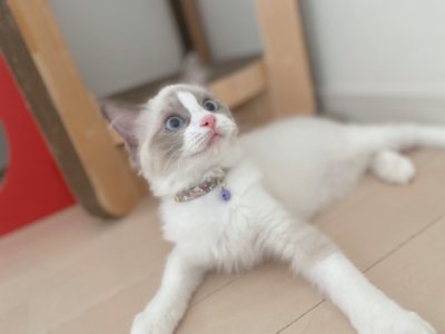 画像3: 子猫用・小柄な猫ちゃん用エアリー首輪・LIBERTY Fabrics・リバティ・ファブリックス猫首輪（Wiltshire Bud /ウィルトシャーバド）