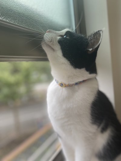 画像2: エアリー首輪・LIBERTY Fabrics・リバティ・ファブリックス猫首輪（Xanthe Sunbeam ザンジー・サンビーム）グリーン