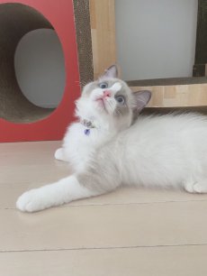 画像7: 子猫用・小柄な猫ちゃん用エアリー首輪・LIBERTY Fabrics・リバティ・ファブリックス猫首輪（Wiltshire Bud /ウィルトシャーバド） (7)