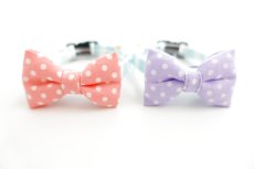 画像5: Candyシリーズ・水色ボーダー×ドット柄リボン首輪/2色展開 (5)