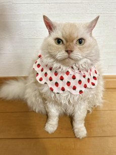画像18: イチゴ柄/猫のスタイ首輪/シングル衿【ロングタイプ】3色展開 (18)