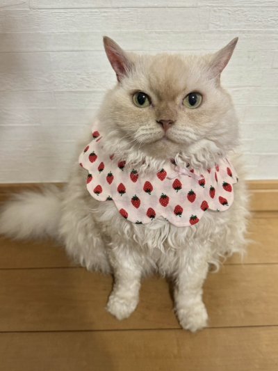 画像2: イチゴ柄/猫のスタイ首輪/シングル衿【ロングタイプ】3色展開