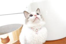 画像10: エアリーシュシュ・LIBERTYファブリック・シュシュ猫首輪・Betsy Sta（ベッツィスター）ホワイト/パール (10)