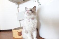 画像8: エアリーシュシュ・LIBERTYファブリック・シュシュ猫首輪・Betsy Sta（ベッツィスター）ホワイト/パール (8)