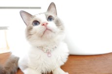 画像11: エアリーシュシュ・LIBERTYファブリック・シュシュ猫首輪・Betsy Sta（ベッツィスター）ホワイト/パール (11)