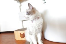画像9: エアリーシュシュ・LIBERTYファブリック・シュシュ猫首輪・Betsy Sta（ベッツィスター）ホワイト/パール (9)