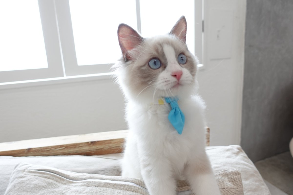 画像8:  Candyシリーズ・パープルボーダー×無地・ネクタイ/4色展開 (8)