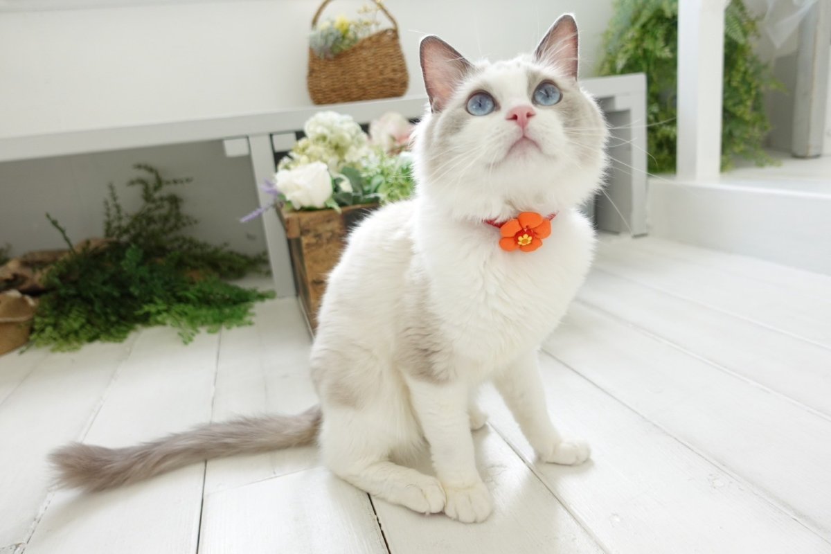 画像3: レトロフラワー・お花モチーフ首輪（グリーン首輪×オレンジ花びら） (3)