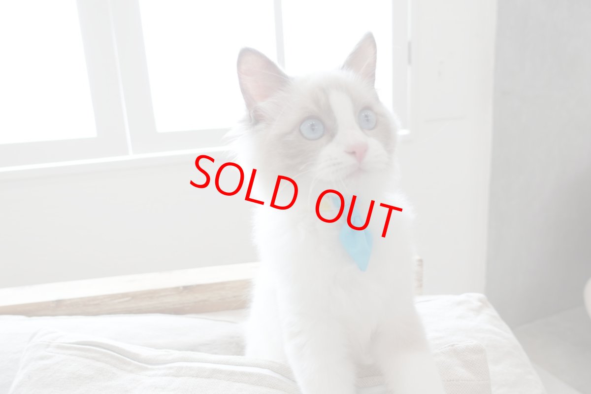 画像9:  Candyシリーズ・イエローボーダー×ドット柄・ネクタイ/3色展開 (9)