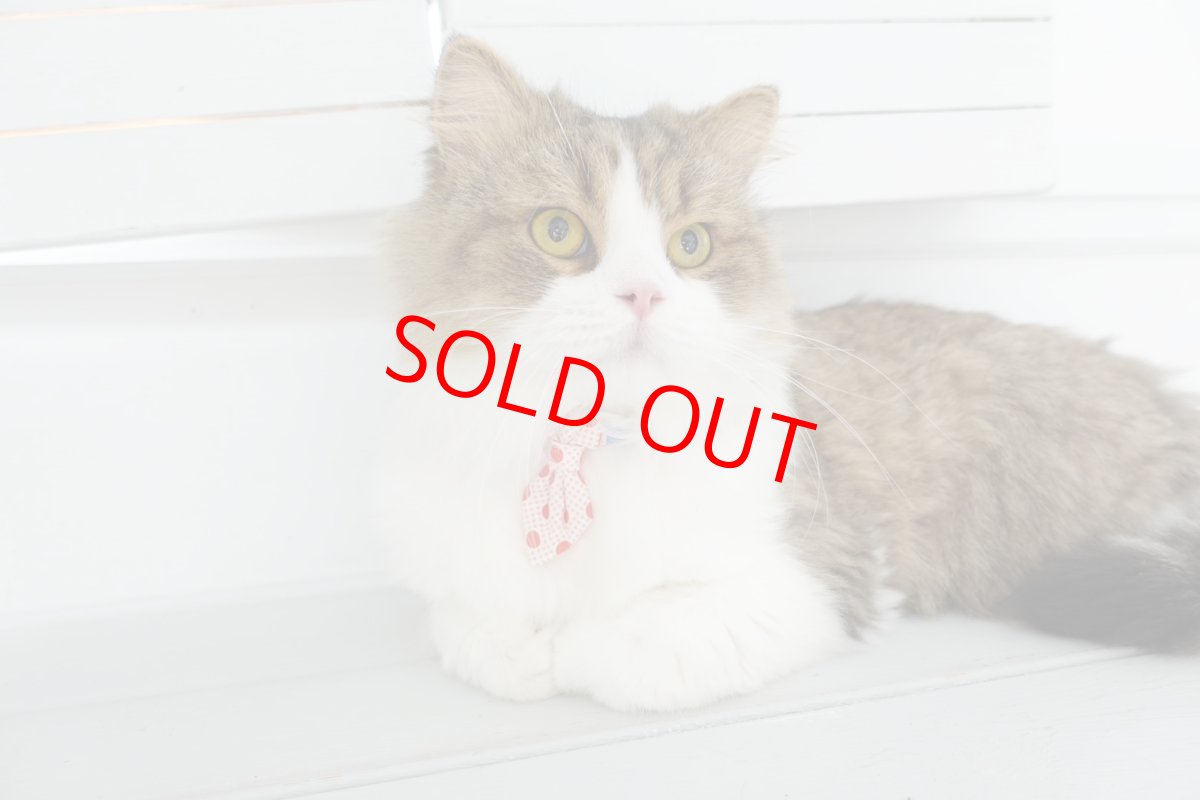 画像8:  Candyシリーズ・イエローボーダー×ドット柄・ネクタイ/3色展開 (8)