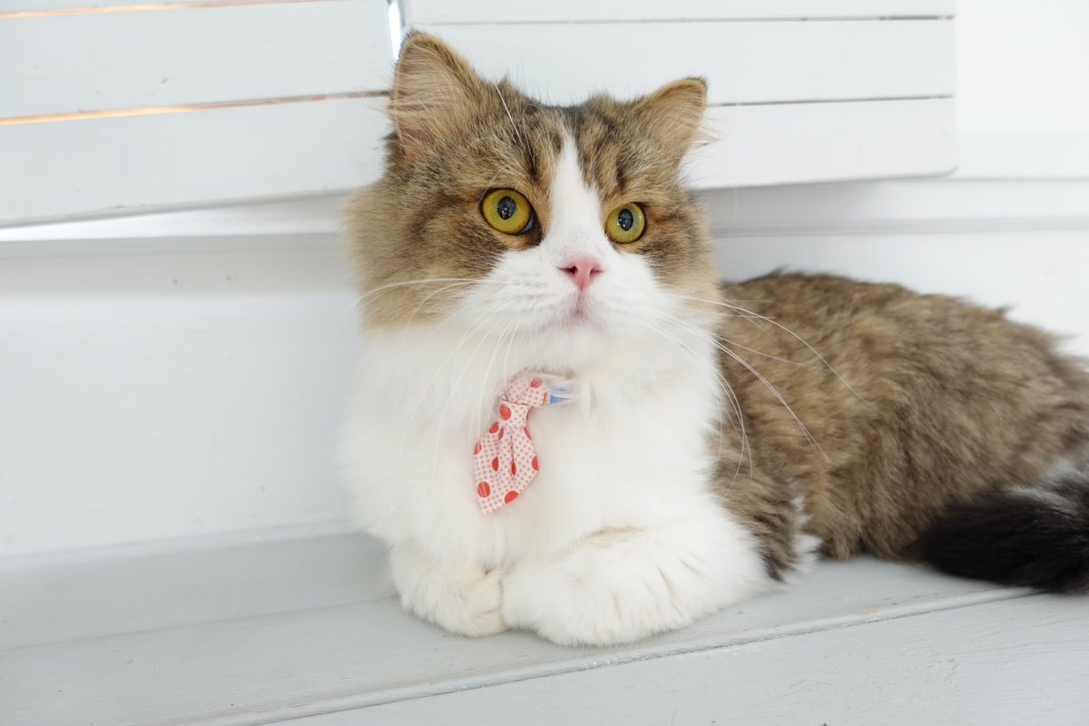 画像7:  Candyシリーズ・パープルボーダー×無地・ネクタイ/4色展開 (7)