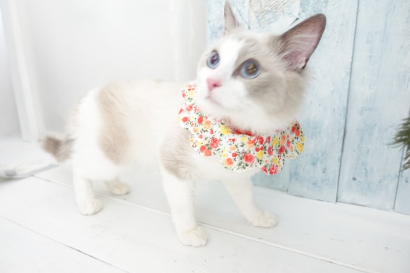 画像2: ローズガーデン /猫のスタイ首輪/シングル衿【ロングタイプ】