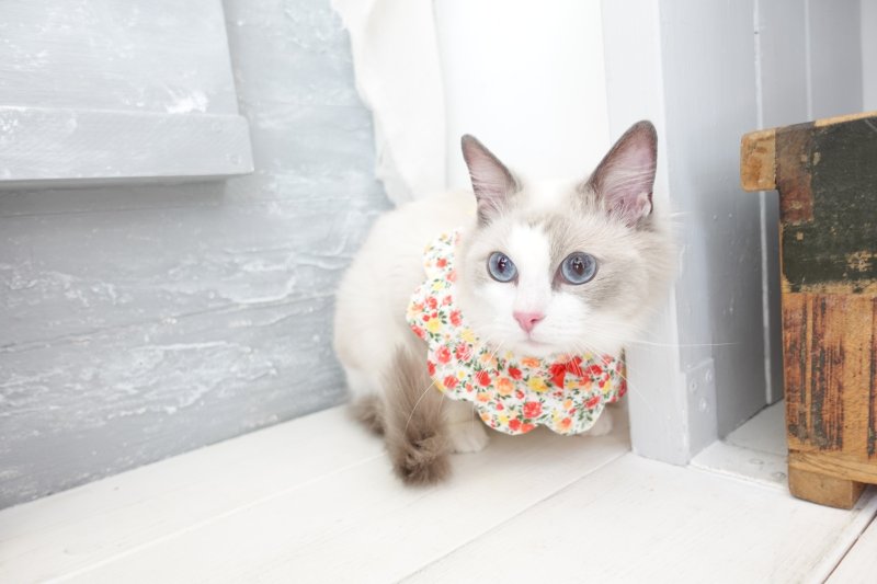 画像1: ローズガーデン /猫のスタイ首輪/シングル衿【ロングタイプ】