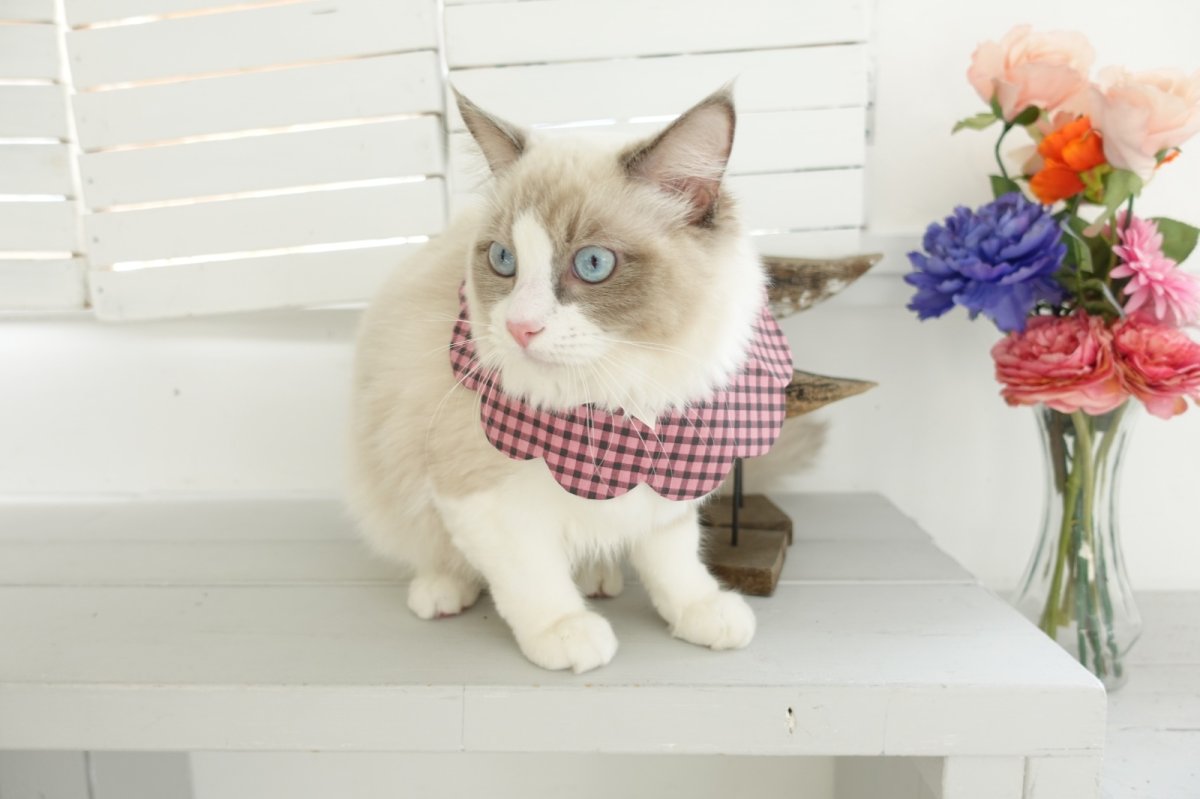 画像12: NATSUBI・デザイナーズファブリック /猫のスタイ首輪/シングル衿 /猫のスタイ首輪/シングル衿【ロングタイプ】3色展開 (12)