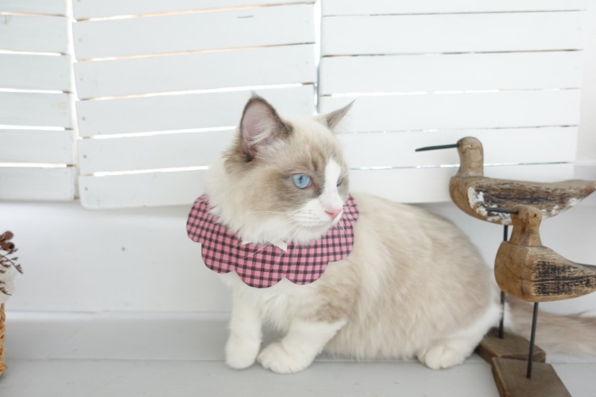 画像13: NATSUBI・デザイナーズファブリック /猫のスタイ首輪/シングル衿 /猫のスタイ首輪/シングル衿【ロングタイプ】3色展開 (13)