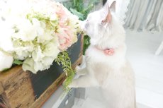 画像4: NEWドットボーダー・フラワーモチーフの首輪（ピンク） (4)