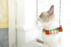 画像4: クリスマスチェック /猫のスタイ首輪/シングル衿【ショートタイプ】 (4)