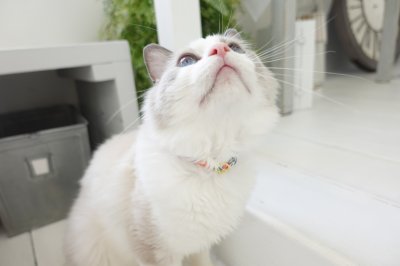 画像1: エアリー首輪・LIBERTY Fabrics・リバティ・ファブリックス猫首輪・Betsy star（ベッツィスター）ピンク＆レッド/パール
