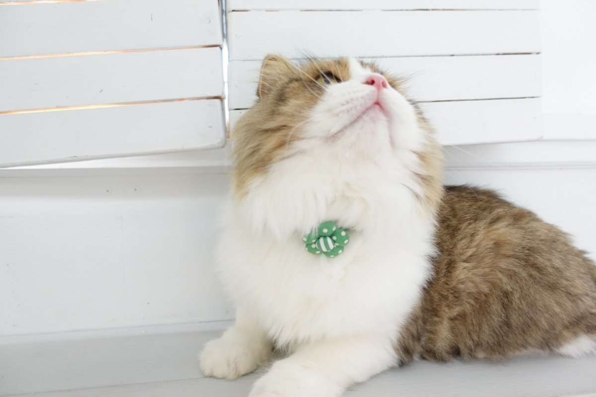 画像8: NEWドットボーダー・フラワーモチーフの首輪（ピンク） (8)