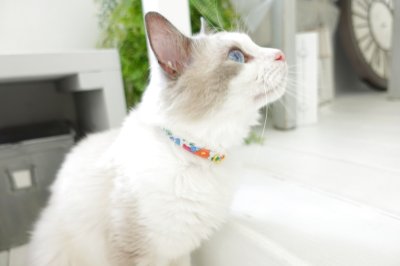 画像1: 子猫用・小柄な猫ちゃん用エアリー首輪・LIBERTY Fabrics・リバティ・ファブリックス猫首輪・（Poppy＆Daisy ）ポピー＆デイジー リバティ/マスタード＆パープル