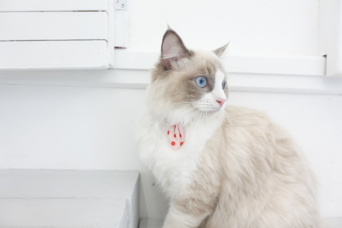 画像7: Nonbillieオリジナルボーダー柄・ネクタイ首輪（パープル×ブルー×ベージュ） (7)