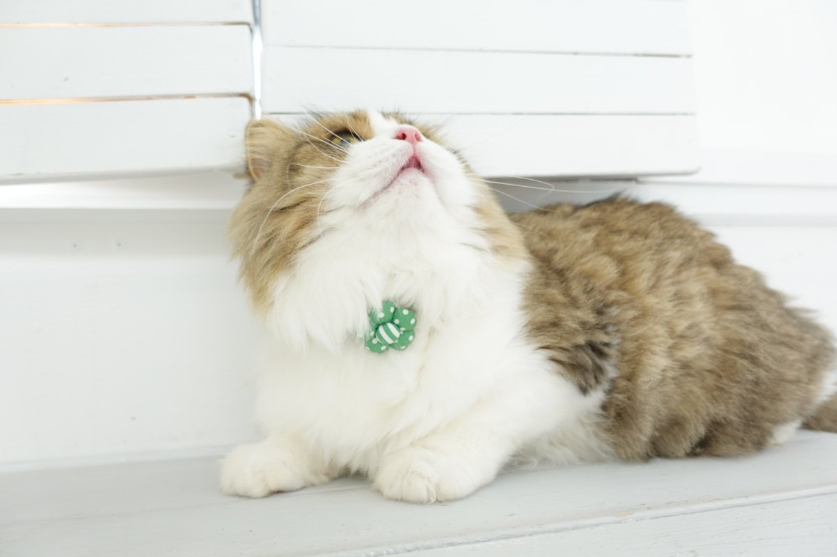 画像4: NEWドットボーダー・フラワーモチーフの首輪(グリーン) (4)