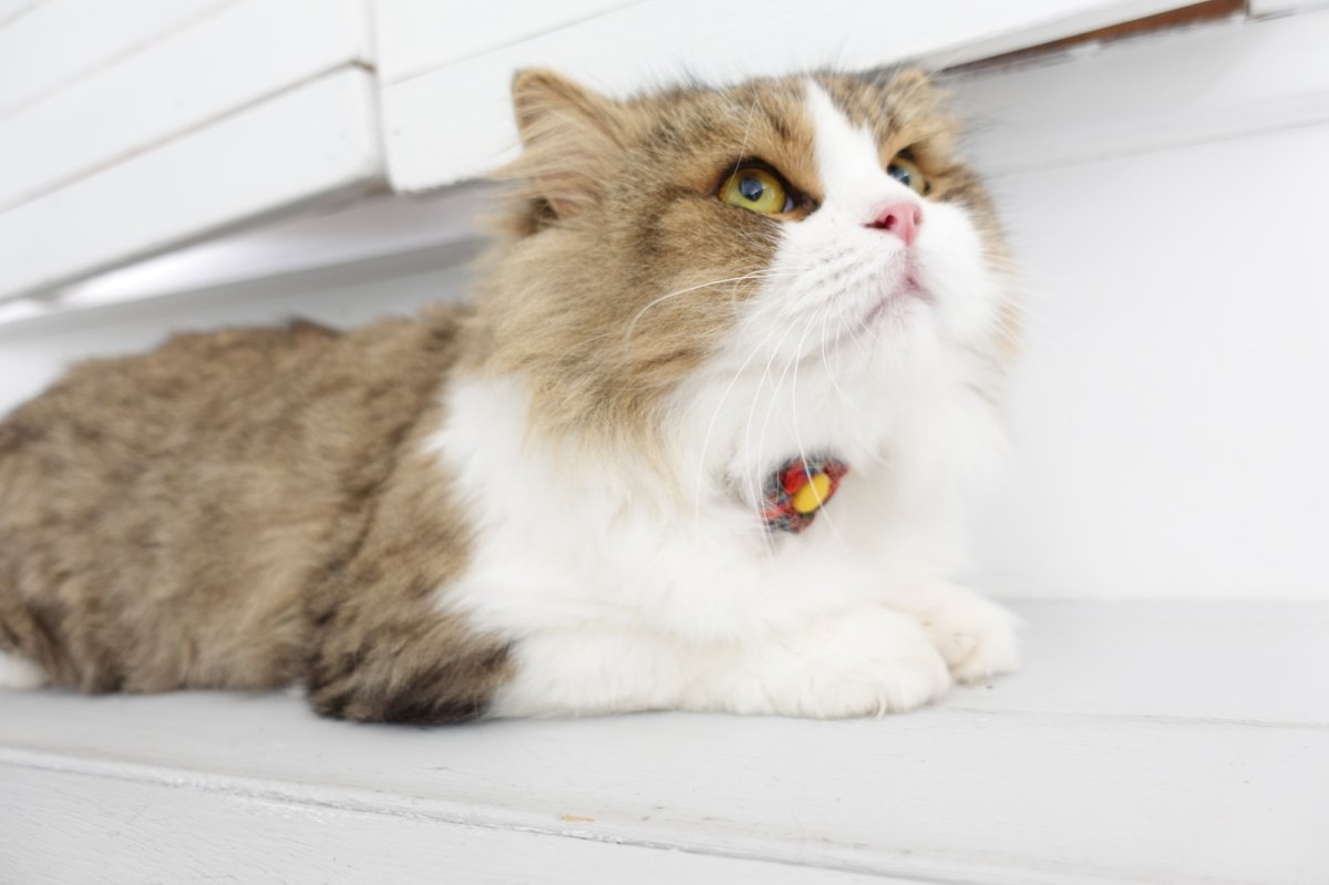 画像8: タータンチェック・フラワーモチーフの首輪・レッドチェック×3カラー展開 (8)