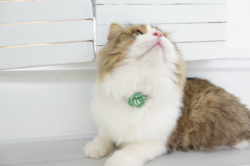 画像2: NEWドットボーダー・フラワーモチーフの首輪(レッド)