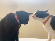 画像5: エアリーシュシュ・LIBERTYファブリック・シュシュ猫首輪・Betsy Sta（ベッツィスター）ホワイト/パール (5)