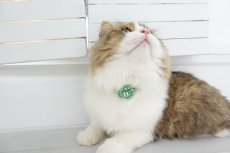 画像7: NEWドットボーダー・フラワーモチーフの首輪（レッド） (7)