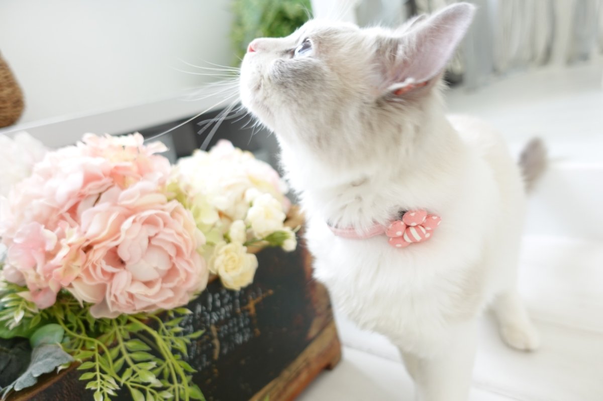 画像10: NEWドットボーダー・フラワーモチーフの首輪(グリーン) (10)