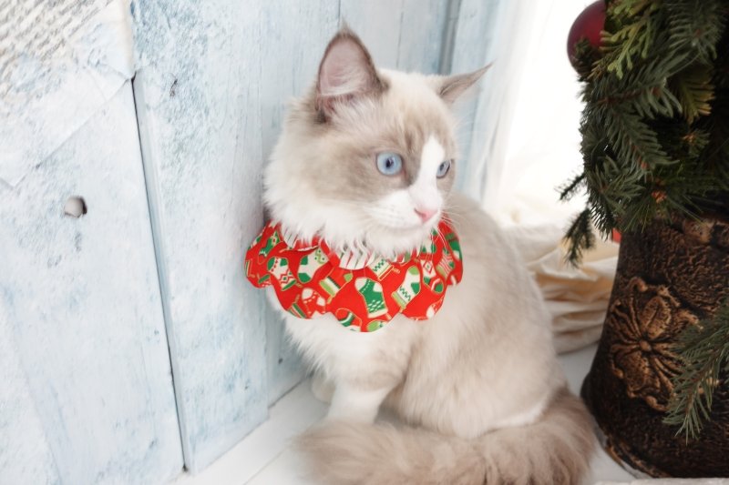 画像1: クリスマスキャロル/猫のスタイ首輪/ダブル衿【ショートタイプ】