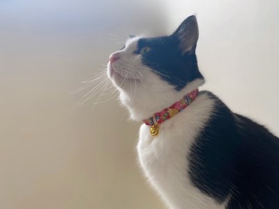 画像1: エアリーシュシュ・LIBERTYファブリック・シュシュ猫首輪・Betsy Sta（ベッツィスター）ホワイト/パール