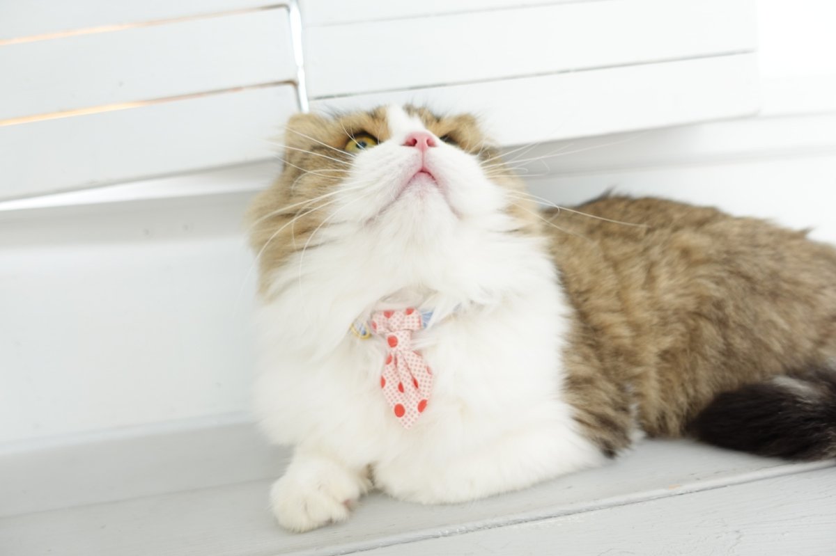 画像6: Nonbillieオリジナルボーダー柄・ネクタイ首輪（パープル×ブルー×ベージュ） (6)