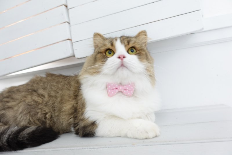 画像1: Nonbillieオリジナルボーダー柄・リボン首輪(ピンク×グリーン×クリームイエロー)