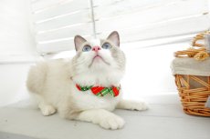画像5: クリスマスチェック /猫のスタイ首輪/シングル衿【ショートタイプ】 (5)