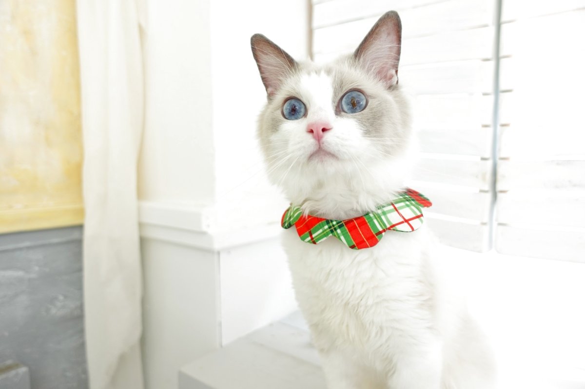 画像3: クリスマスチェック /猫のスタイ首輪/シングル衿【ショートタイプ】 (3)